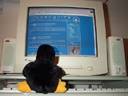 Pocket works on his SP blog